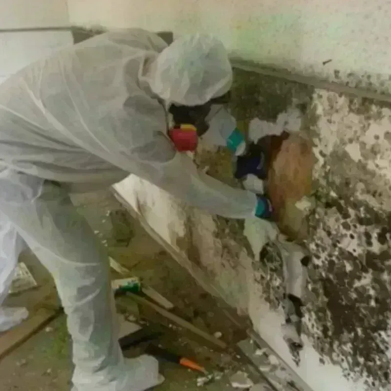 Mold Remediation and Removal in Seelyville, IN